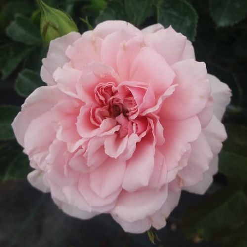 Blush™ Winterjewel® Stromkové ruže s kvetmi anglických ruží